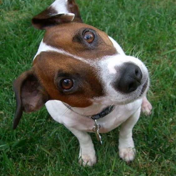 jack russell head tilt 2