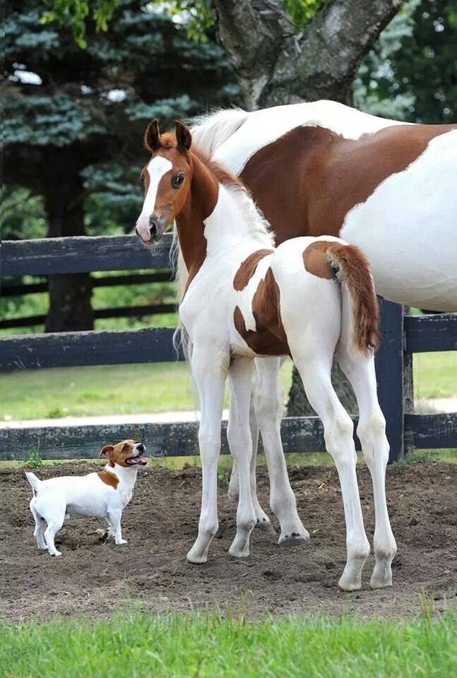 jack russell horses friends