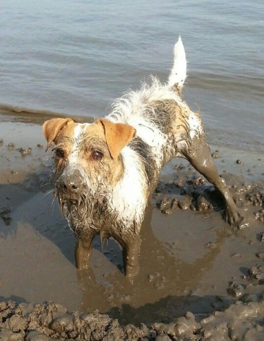 jack russell mud pics dog
