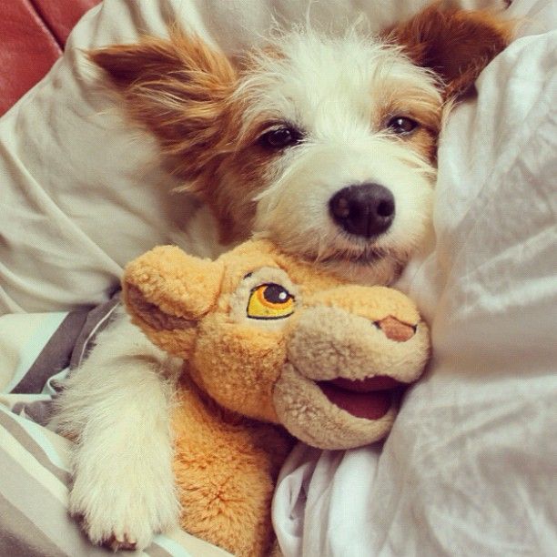 jack russell nap toy