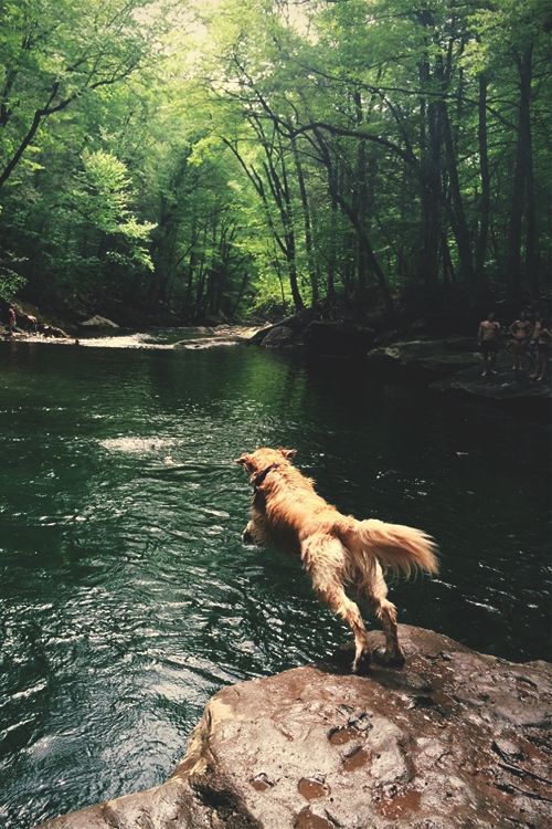 jumping golden retriever