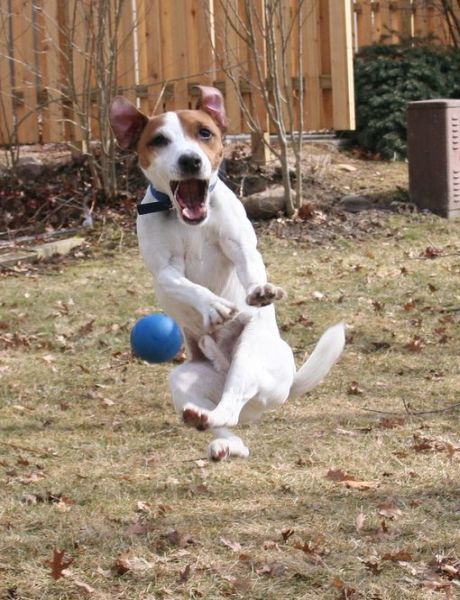 jumping jack russell ball pics