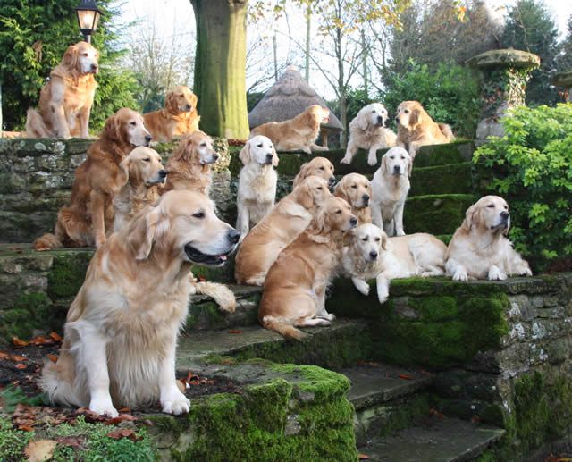 many golden retrievers