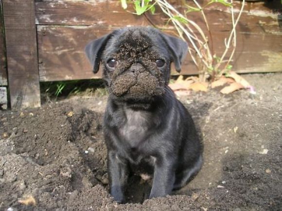 muddy black pug puppy