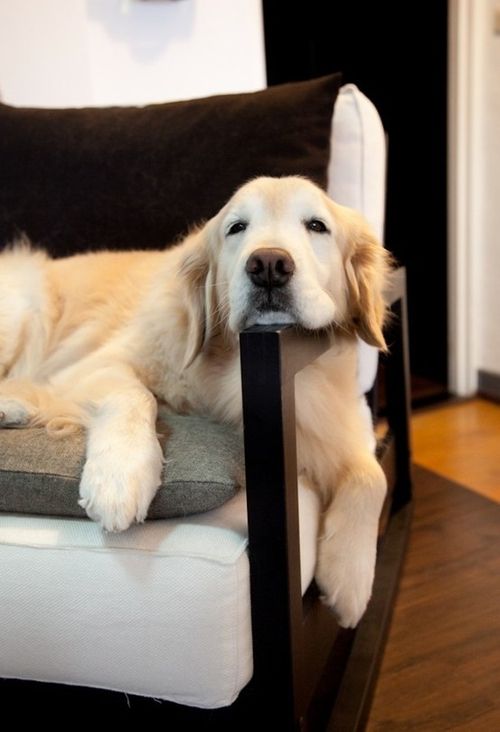 napping golden retriever