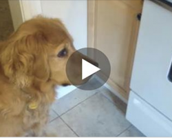 This picky dog won’t eat her dry food, so dad came up with a solution…