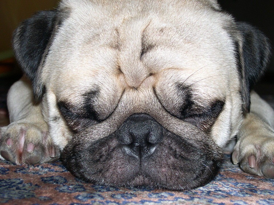 pug-606524_960_720