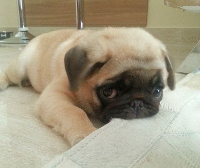 pug dog photo