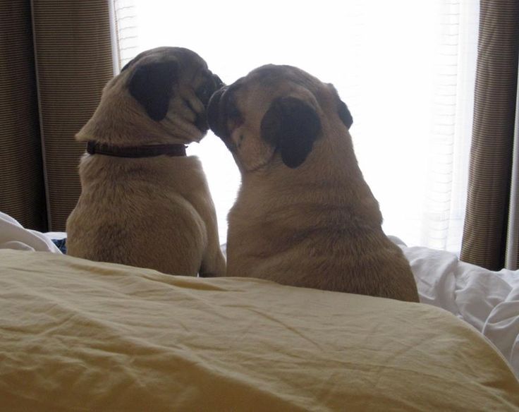 pug friends