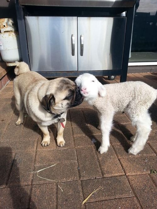 pug friendship animals