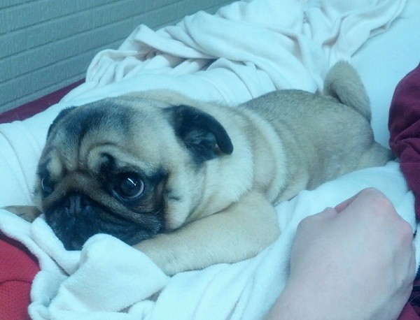 pug on bed