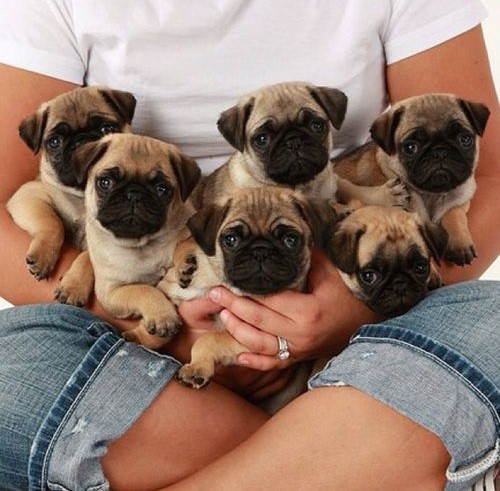 pug puppies