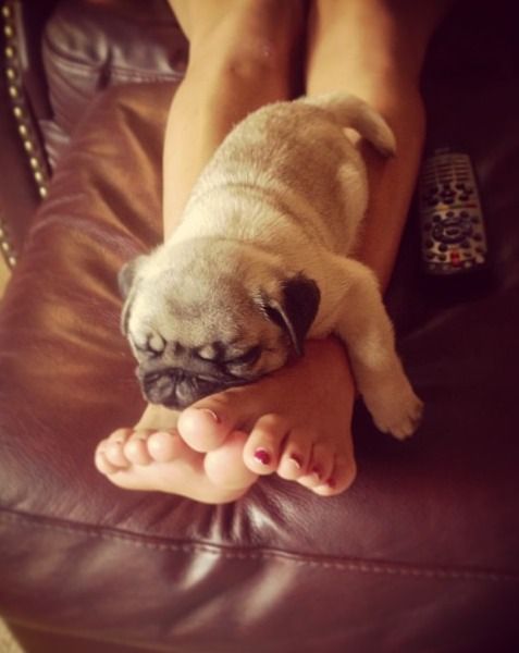 pug puppy sleep