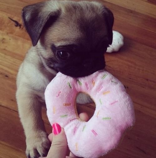 pug puppy toy