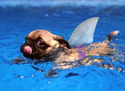 pug swimming