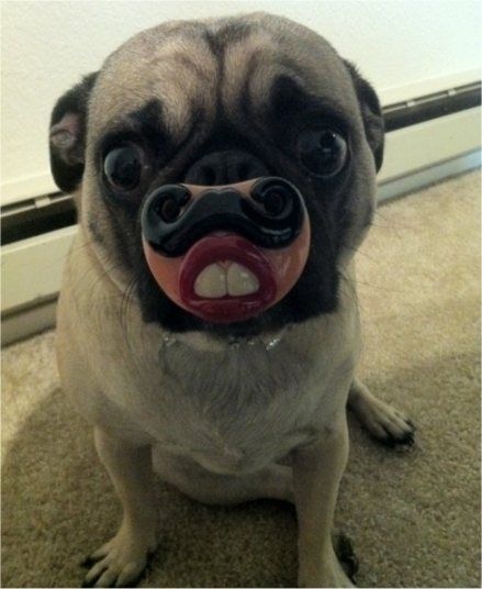 pug teeth toy