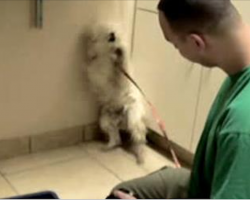 Rescue dog’s afraid of everyone, but when she realizes everything’s going to be okay… Wow.