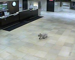 Dog breaks out of home, Sneaks into hospital to be with sick owner!