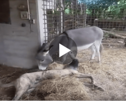 See What This Donkey Did With Disabled Dog When Other Dogs Refused To Play With Him.