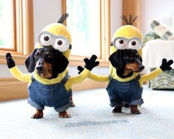 These Wiener Dog Minions Will Make Your Day!