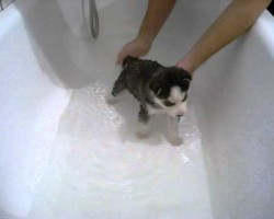 This Siberian Husky Puppy Taking His First Ever Bath Will Make Your Day