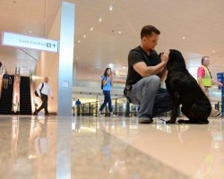 Soldier Reunited With Dog He Served With In Afghanistan. Amazing!