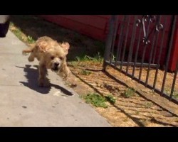 A Starving Cocker Spaniel Tries Everything To Avoid Being Rescued. A Heartwarming Rescue Story.