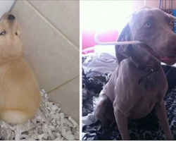22 hilarious dogs that are as awkward as they are adorable