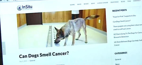 Studies show dogs can detect changes in humans. As a vet tech, Tara believes it’s absolutely possible that Willow detected the cancer before she did. “They use animals to detect when a seizure is coming on for people who have epilepsy, they can detect heart attacks, whenever a diabetic is low on blood sugar,” she explains.