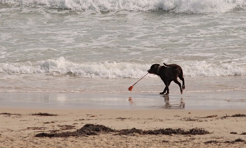 Letting Them Roam Free On Beaches