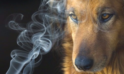 Exposing Your Dog to Smoke
