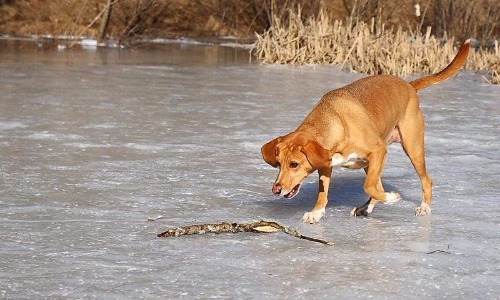 Letting Them Walk On Ice Without Booties