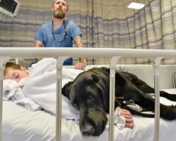 Labrador Refuses To Leave His Best Friend With Autism Alone In Hospital