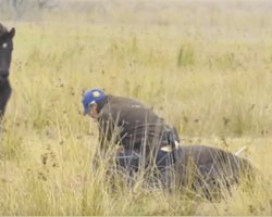 Man rescues chained wild horse, but moments later receives the most incredible thank you for saving it’s life