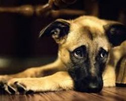 Things You Do That Your Dog Hates