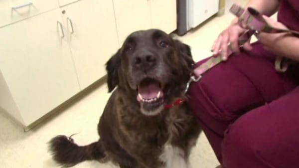 This is Tara's Golden Retriever/St. Bernard mix, Willow. Willow is a well-behaved pup known for her calm, low-key demeanor.