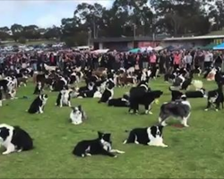 576 Border Collies Show Up To The Same Australian Park To Break World Record