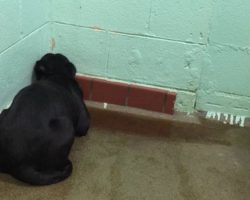 Shelter Dog Frozen In Fear Won’t Turn From Wall, Then Vet Realizes The Truth!