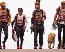 Stray dog follows adventure race team for 430 miles through the Amazon