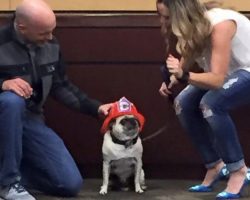 11-Year-Old Pug Gets Crowned Hometown Hero For Saving Family From Fire