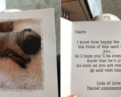 Boyfriend Surprises Girlfriend With Baby Pug. Now The Internet Is Collectively Melting