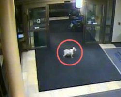 Security Cameras Capture Dog Sneaking Into Hospital. Now Watch Where She Goes…