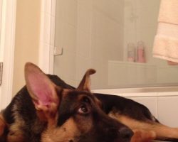 [Video] He was singing in the shower. What his German Shepherd did in response is HILARIOUS!