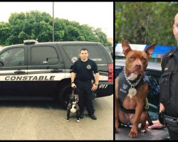 Local Cops Opt For Rescued Pit Bulls Rather Than Purebreds To Be On The Police Force