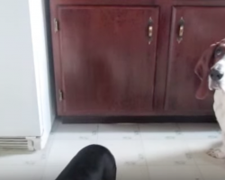 Sneaky Dog Stealing Snacks From Kitchen Cabinet Gets Caught In The Act