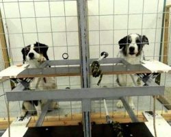 New Study Reveals Dogs Will Unselfishly Give Their Friends Treats