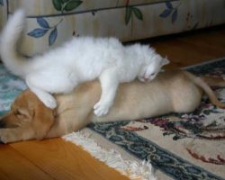 25 Cats Who Use Dogs As Pillows. These Pics Are Hilarious!