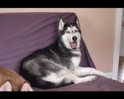 Dad Says He’ll Make Potatoes For Dinner, Now Watch The Husky’s Reaction. Hilarious!