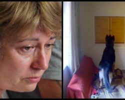Mom Breaks Down When Camera Reveals What Her Dog Does Home Alone All Day