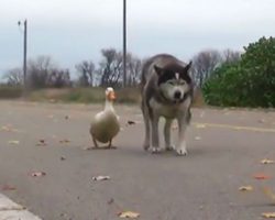 An Unlikely Friendship Between A Dog And A Duck Surprised A Small Town In Minnesota, And It Will Make Your Day